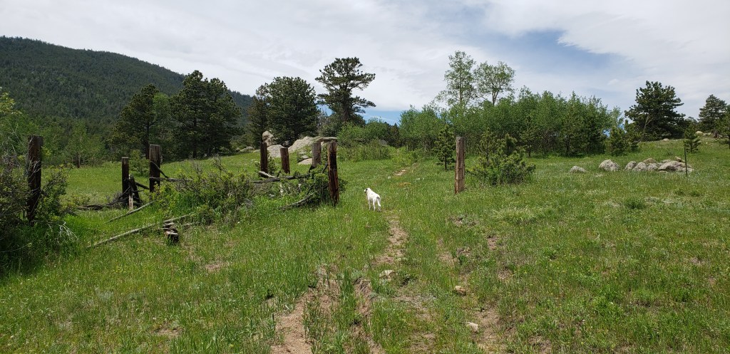 Footsteps Through the Past: A Journey on Lion Gulch&nbsp;Trail