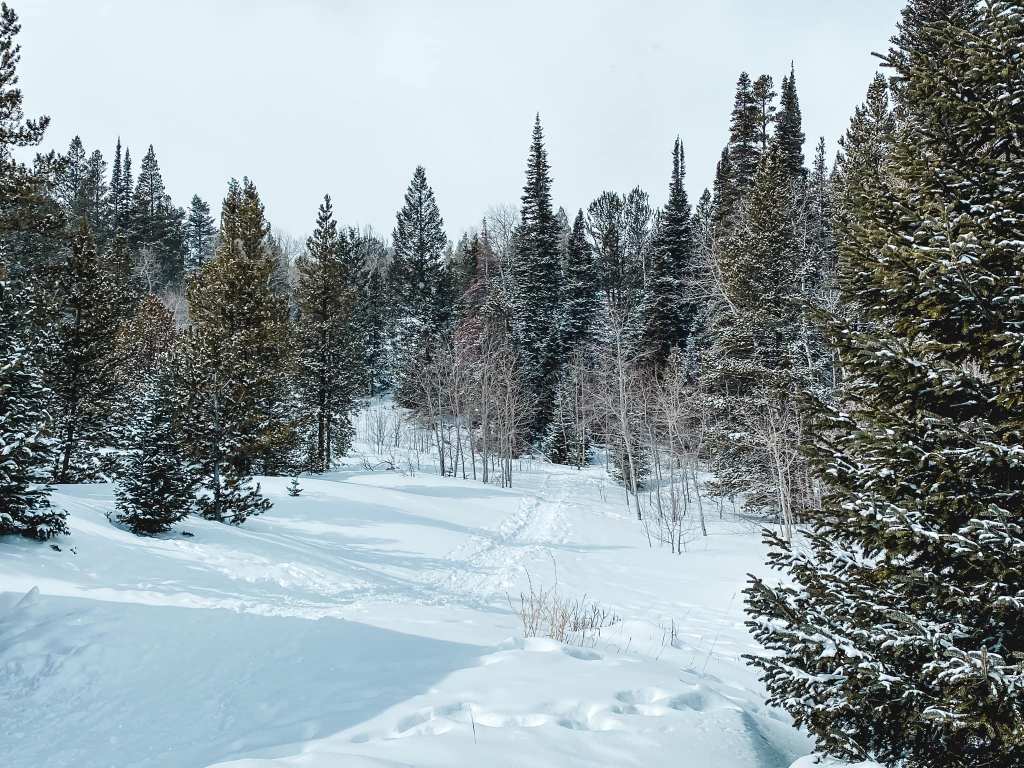 Winter Adventure at Snowy Range Ski Area: Snowboarding, Snowshoeing, and&nbsp;Burgers