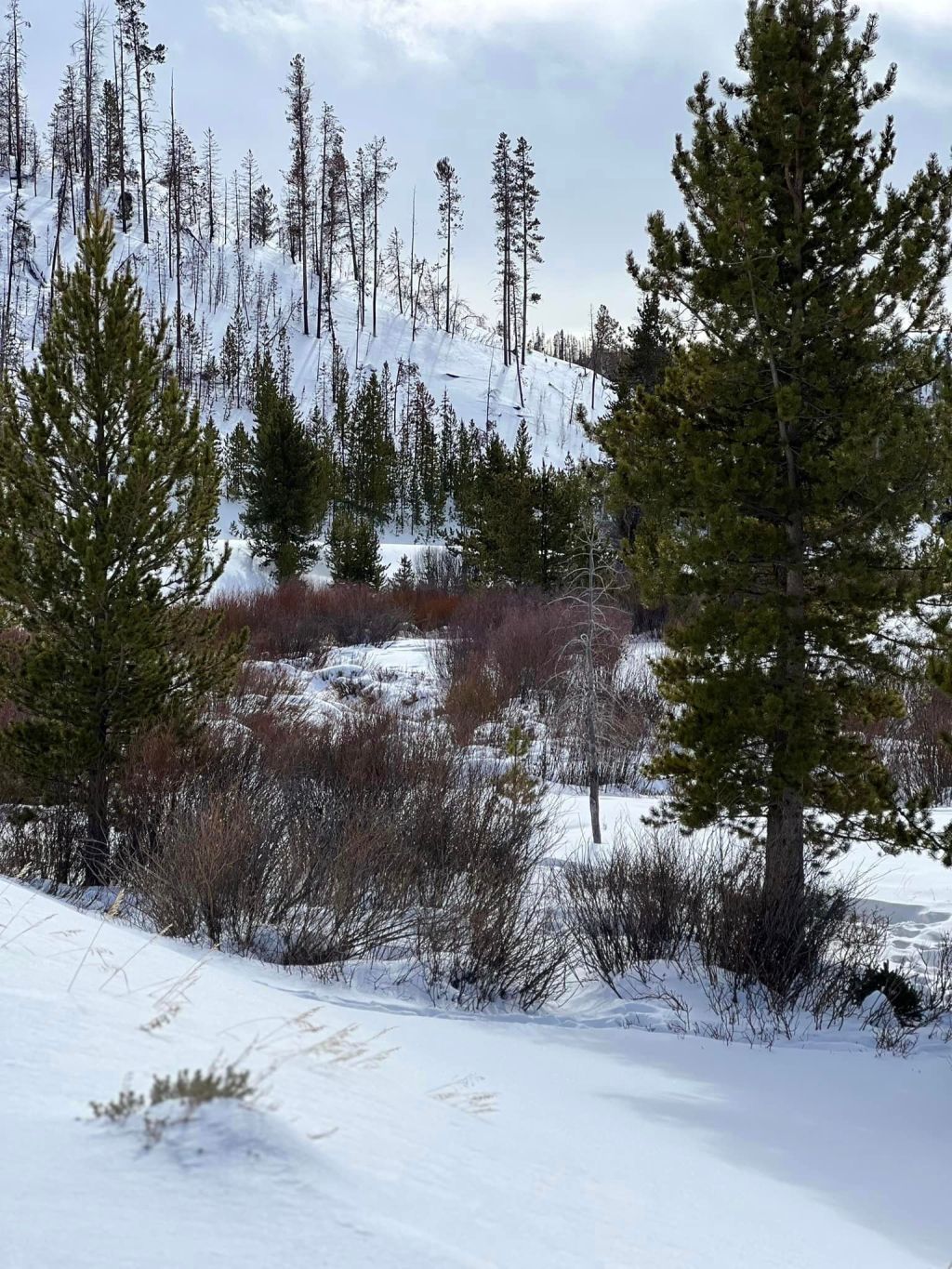 Snowmobiling Expedition in Medicine Bow National Forest: Exploring Wyoming’s Winter&nbsp;Wonderland