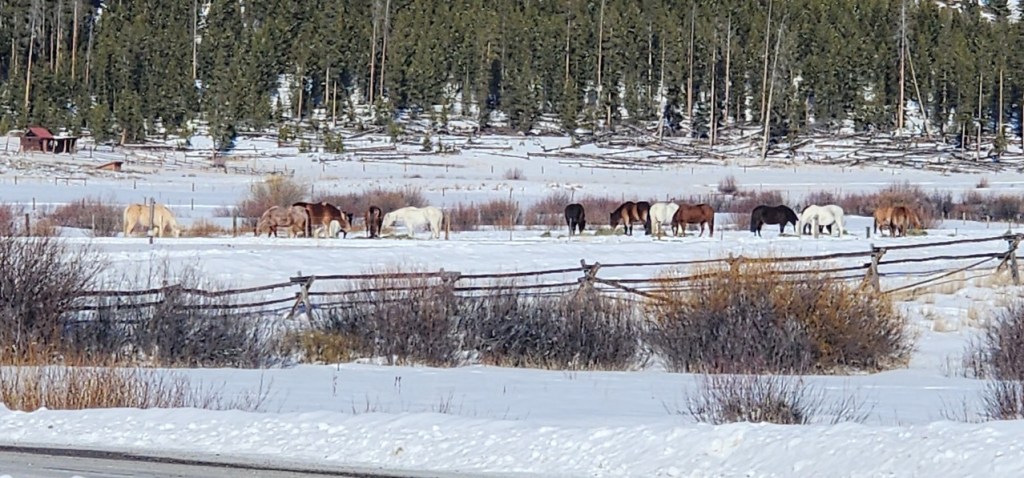 Chasing Winter’s Whisper: A Cross-Country Skiing Adventure at Devil’s Thumb&nbsp;Ranch