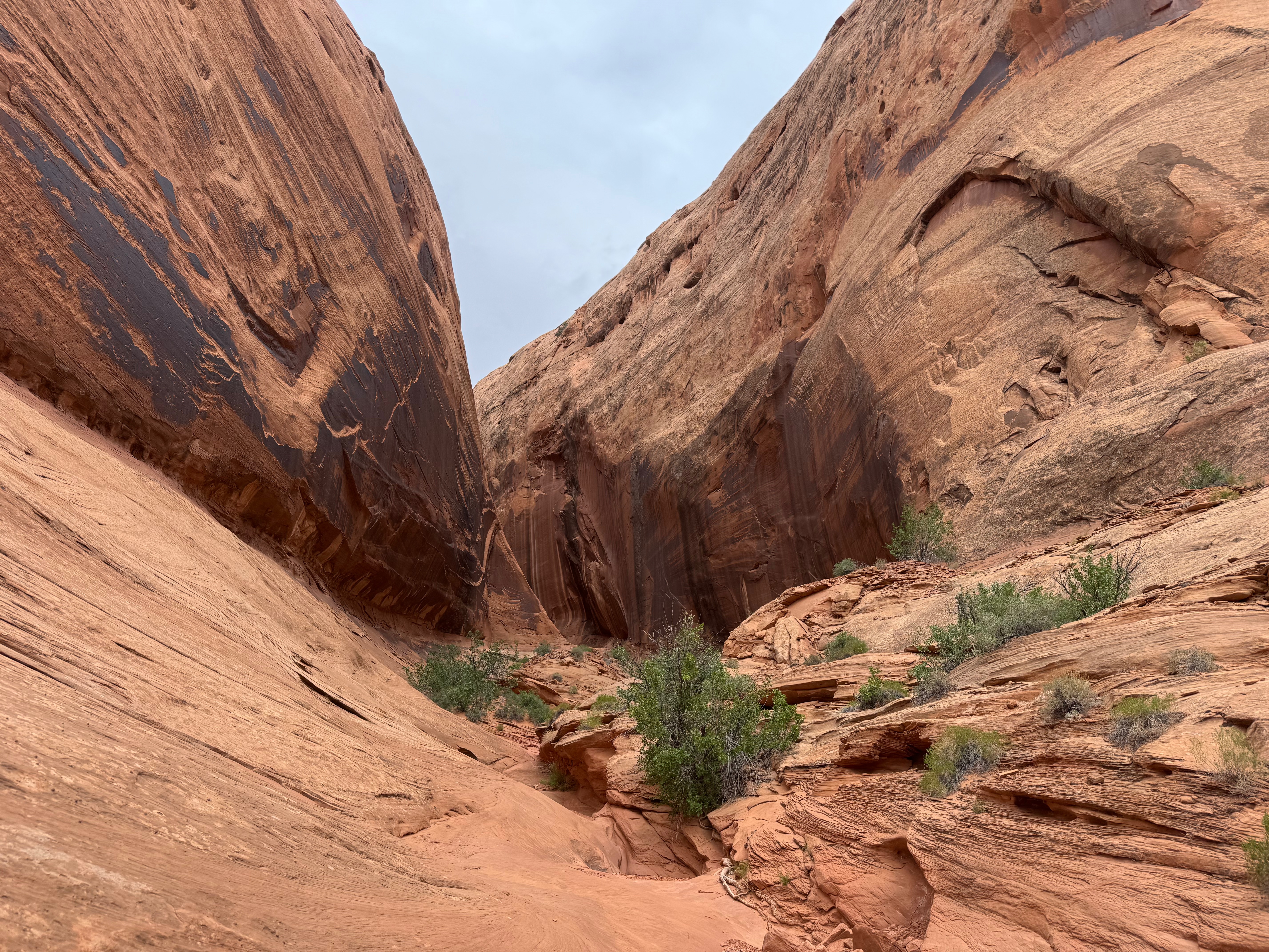 Gripped by Stone: A Descent Into Constrychnine&nbsp;Canyon