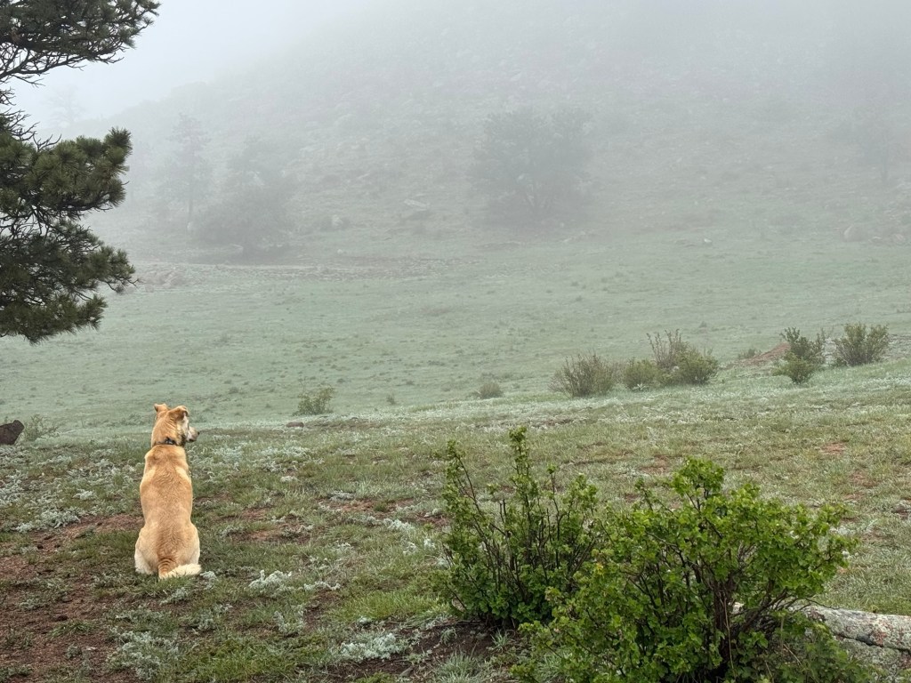 Muddy Paws & Misty Pines: A Rainy Ranch&nbsp;Escape