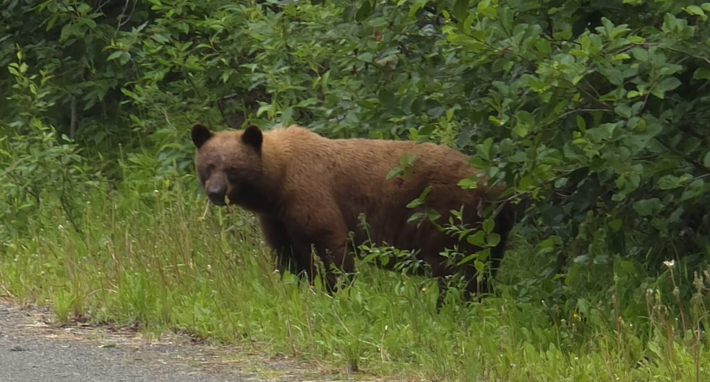 Deep Into the Yukon&nbsp;Wilderness